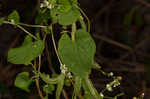 Climbing false buckwheat